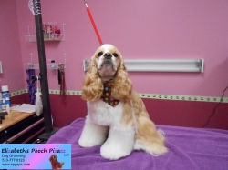 bailey-pizazz-08-12-2014