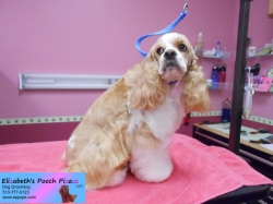 bailey2-pizazz-08-16-2014