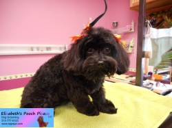 bella-pizazz-09-18-2014