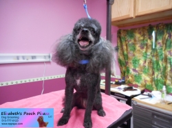 bella-pizazz-09-20-2014