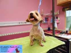 chester-pizazz-08-24-2014