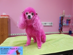 daisy-pizazz-08-27-2014