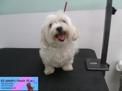 dolly-before-07-18-2014