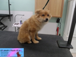 foxy-before-08-07-2014