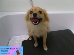 gizmo-before-09-07-2014