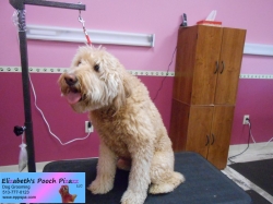 honey-before-08-15-2014