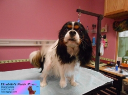 louie-pizazz-08-02-2014