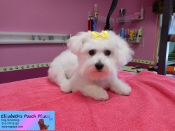lulu-pizazz-09-17-2014