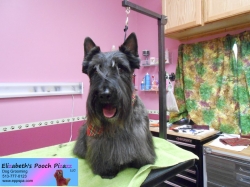 molly-pizazz-08-17-2014