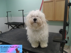 peanut-before-09-06-2014
