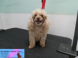 pixie-before-08-26-2014