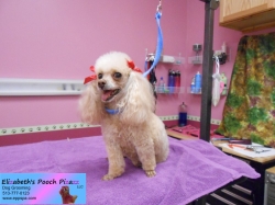 pixie-pizazz-08-26-2014