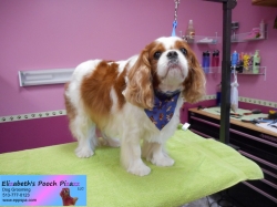 posh-pizazz-09-16-2014