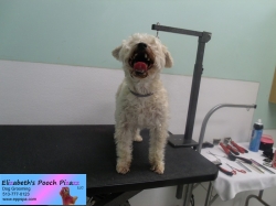 rocco-before-08-28-2014