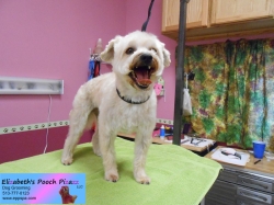 rocco-pizazz-08-28-2014