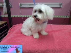 rosie-pizazz-09-03-2014