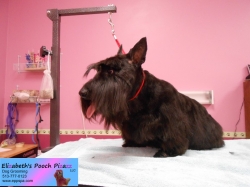 susie-pizazz-08-29-2014